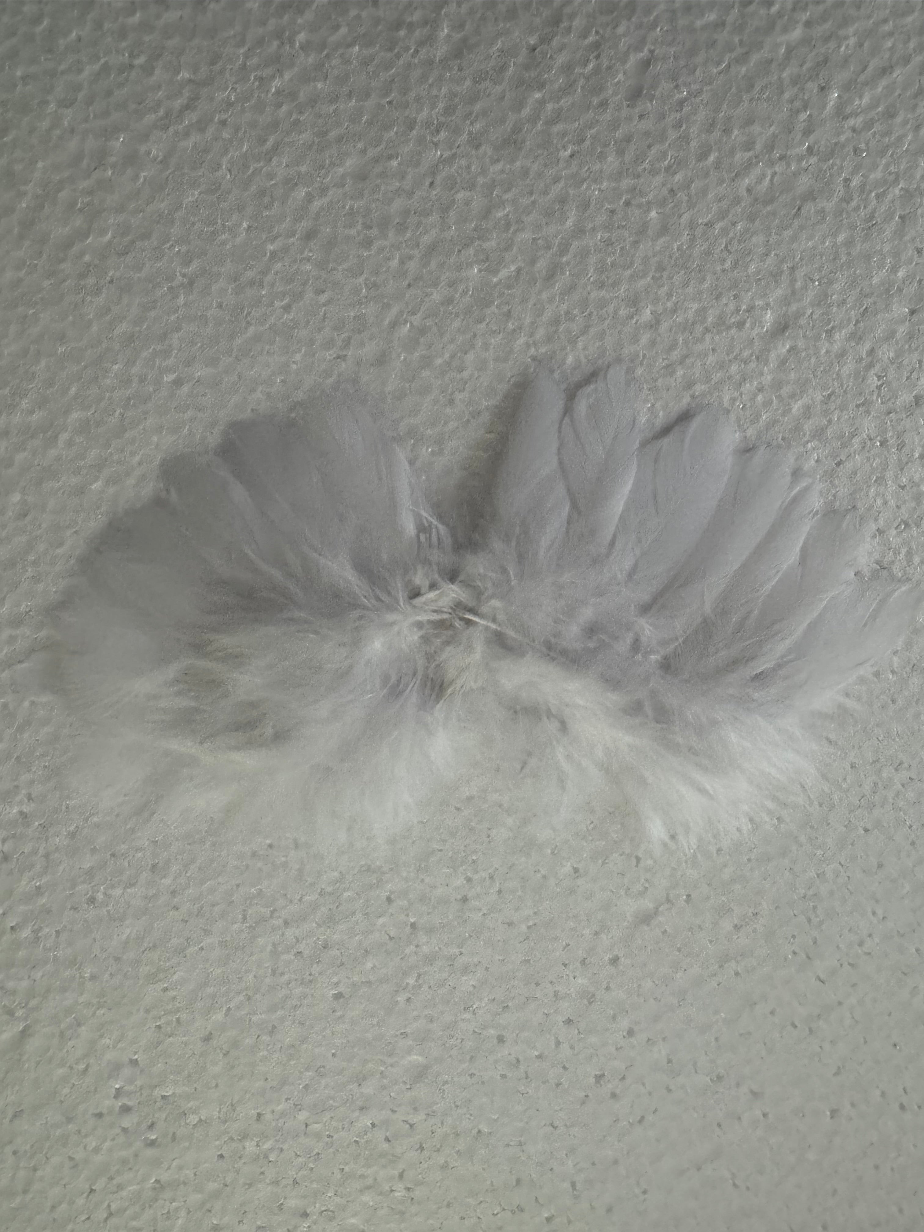 Petit ourson + socle jesmonite